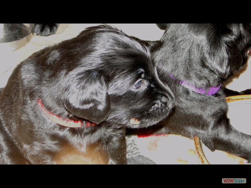 22.1.13 (23) rot u violett
