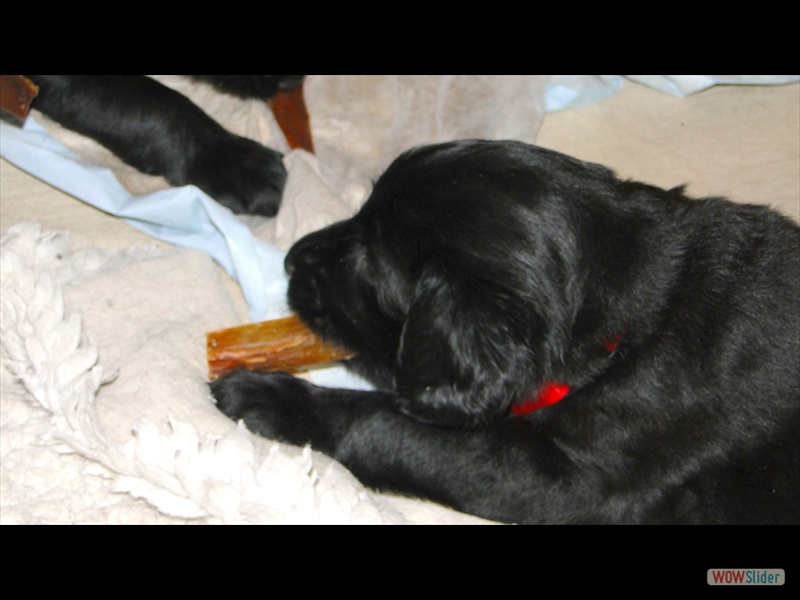 25.1.13 (4) das erste Trockenfleisch