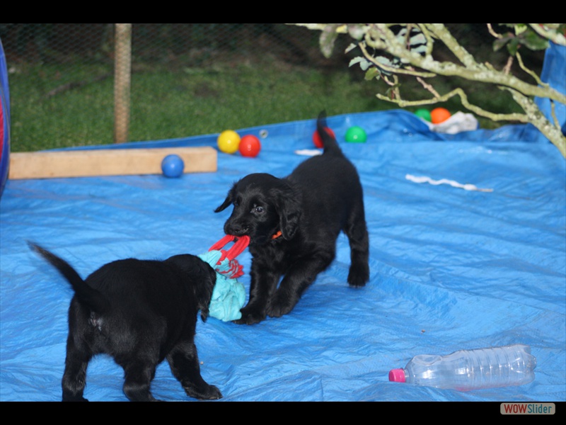 3.2.13 (2) Neues Spielzeug_5