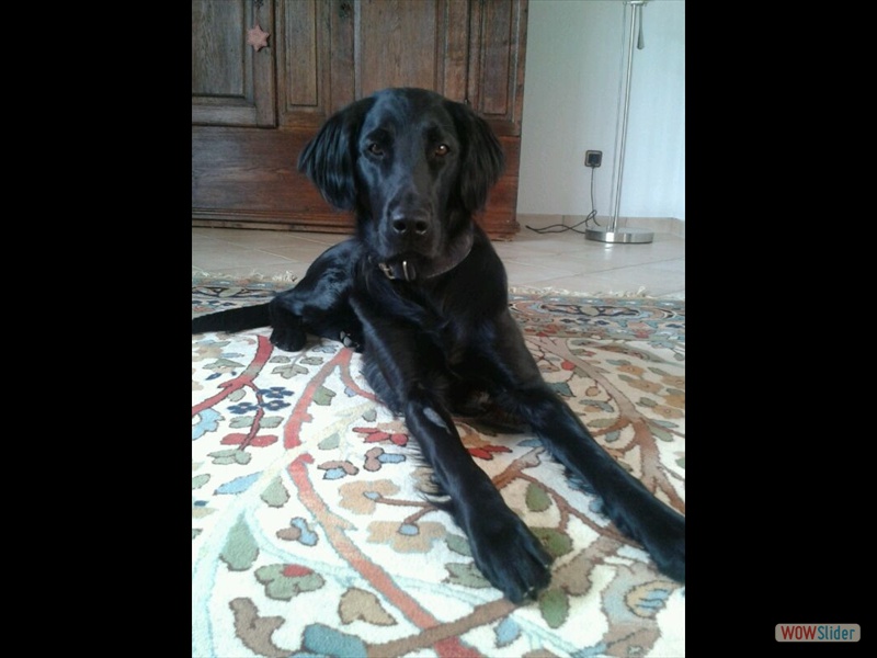 Carlotta 2013_2
