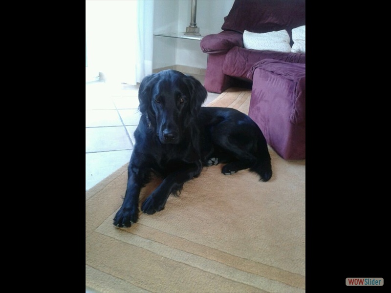 Carlotta 2013_4