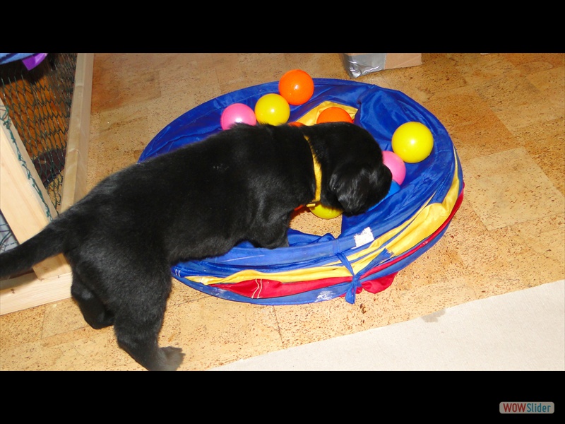 18.1.13 (32) Gelb im B�llebad