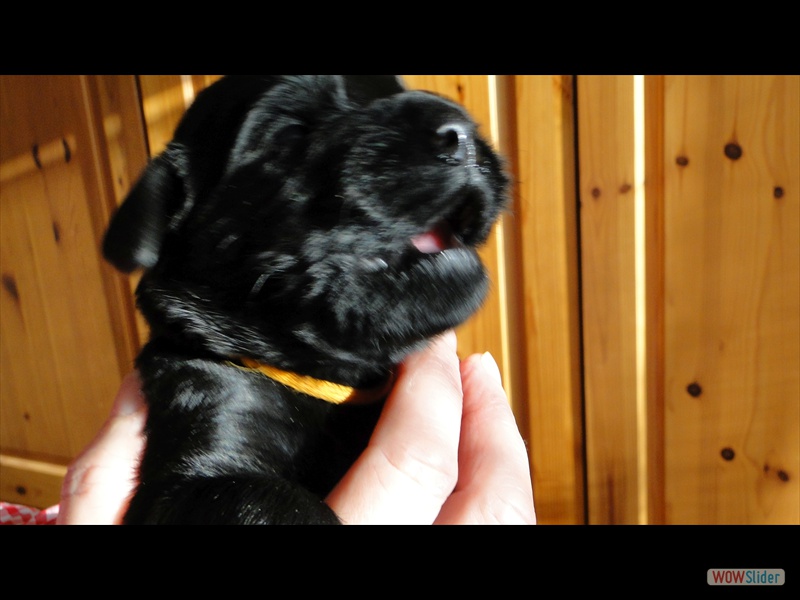 2.1.13 gelb (4)