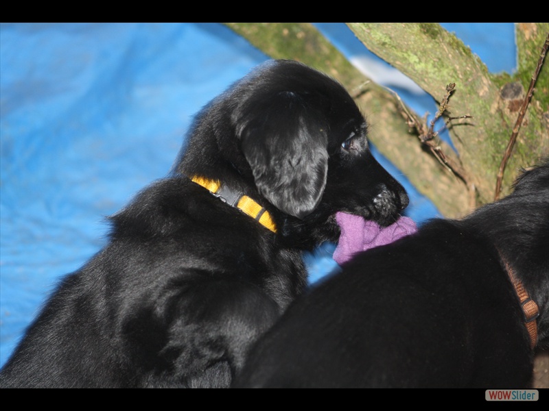 3.2.13 (15) Gelb