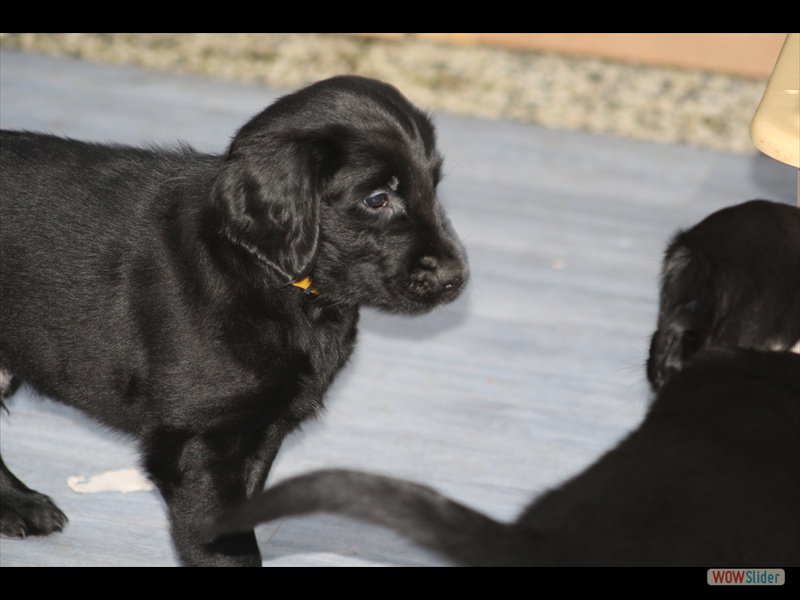 3.2.13 (39) Gelb u Grau - zwei Kampfh�hne