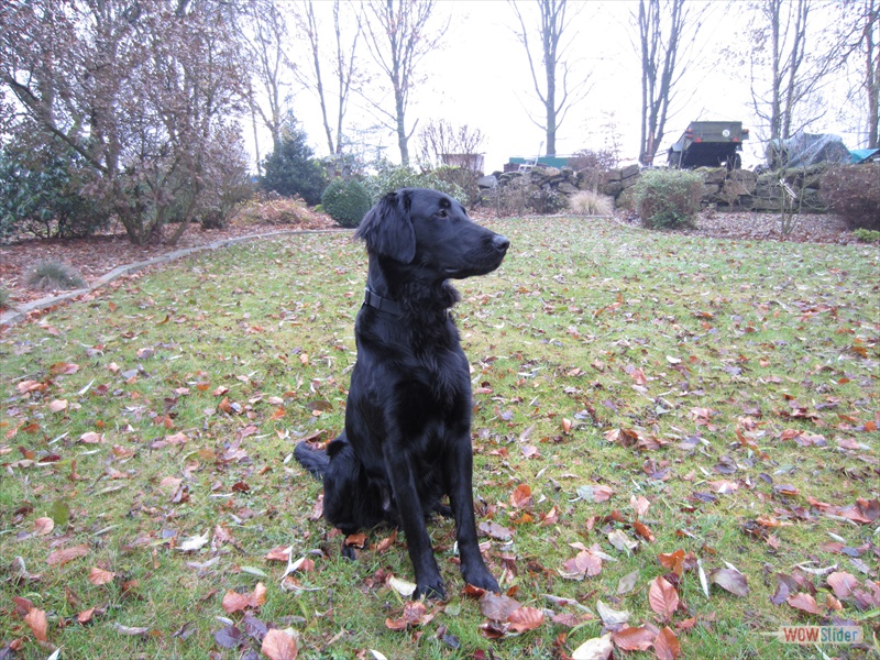 Lasse 19-12-14