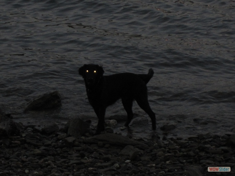 Lasse abends im Rhein