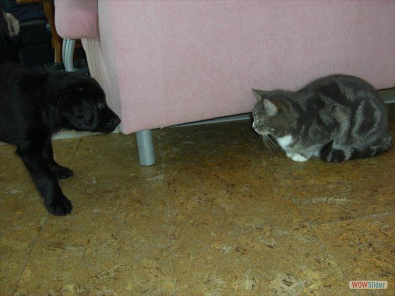 Janosch 23.2.13 (3)