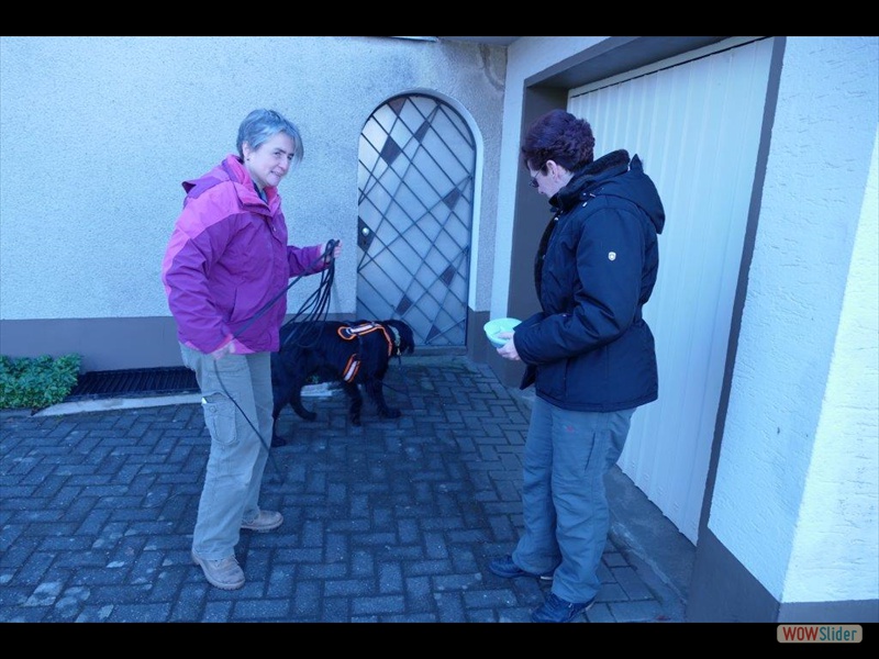 Janosch beim Mantrailing Februar 2015