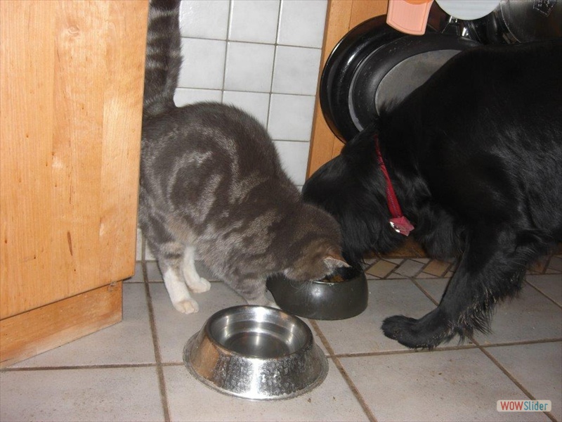 Janosch u kater