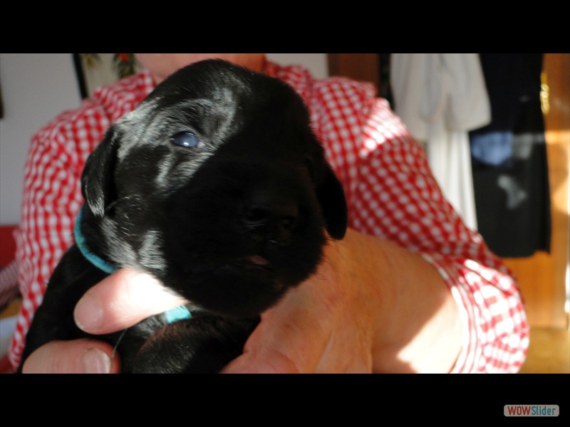 2.1.13 H t�rkis