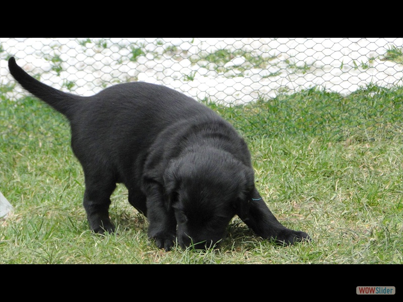 25.1.13 (28) t�rkis in action