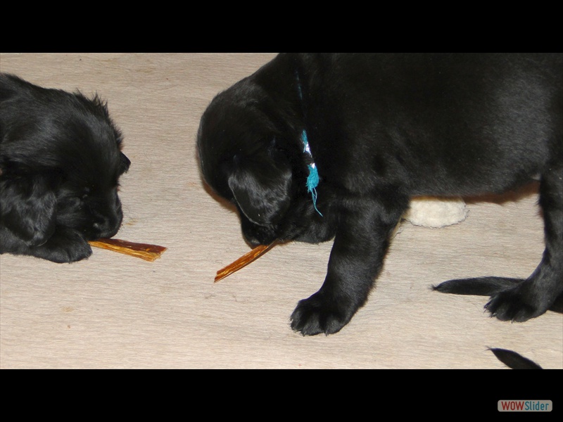 25.1.13 Das erste Trockenfleisch_2