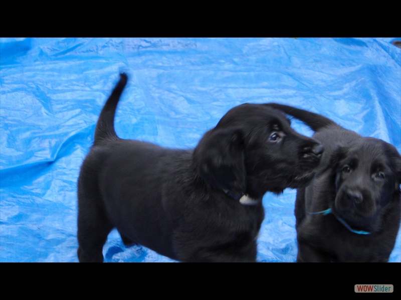 31.1.13 (4) grau und t�rkis - schon richtige Hunde