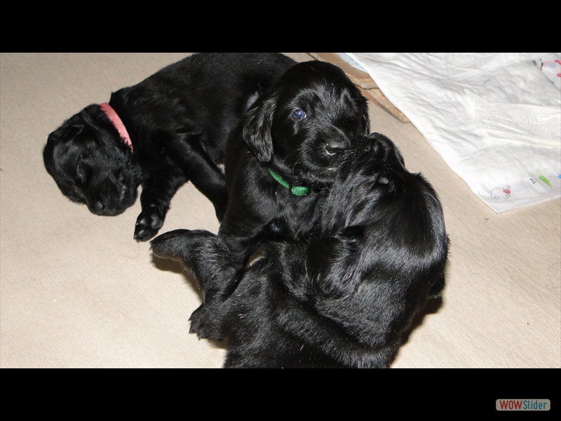 12.1.13 (5) Gr�n macht e R�den nieder