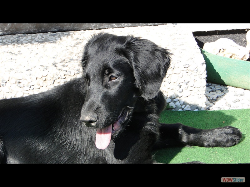 Chica 8-4-13 (10)