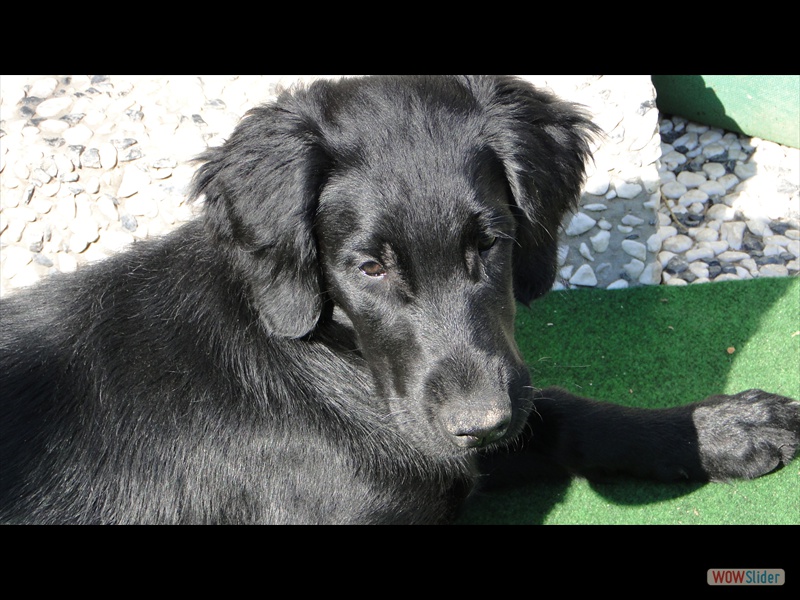 Chica 8-4-13 (7)