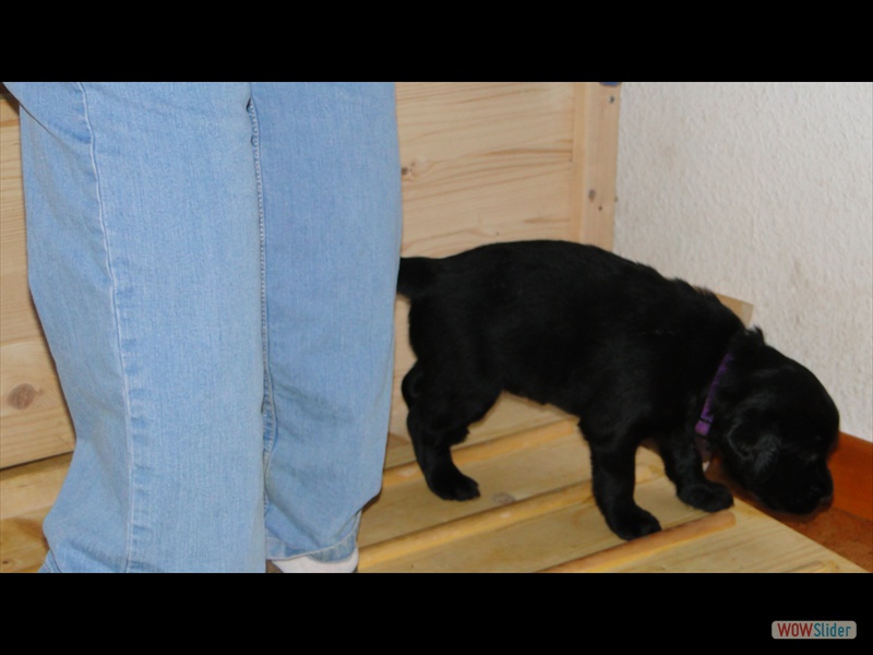 18.1.13 (5) violett