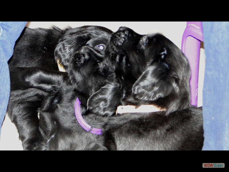 22.1.13 (3) Alle Augen auf Frauchen