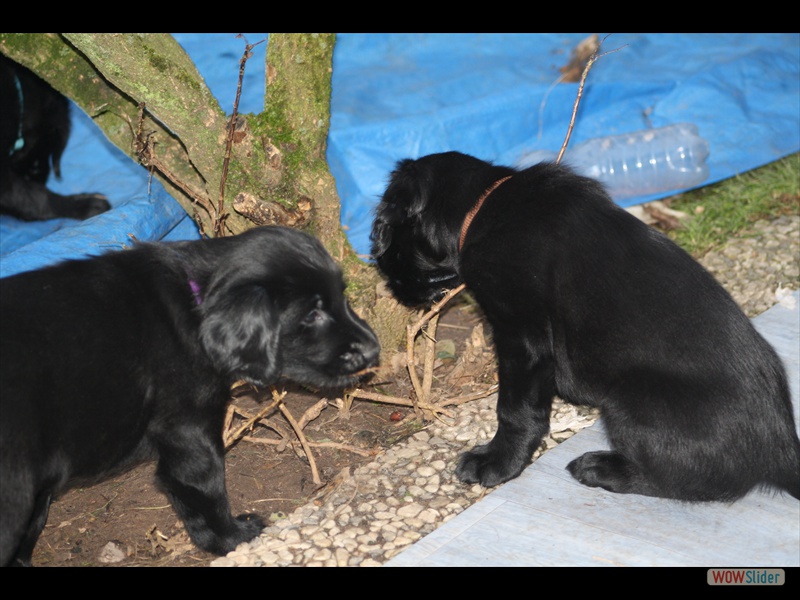 3.2.13 (28) Die Mahonie wird gerupft