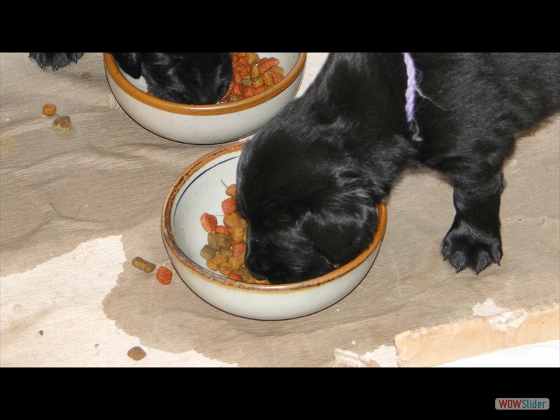 18.1.13 (29) Das erste Trockenfutter uneingeweicht