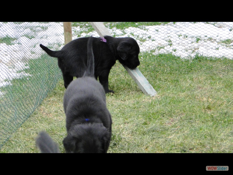 25.1.13 (23)lila u blau