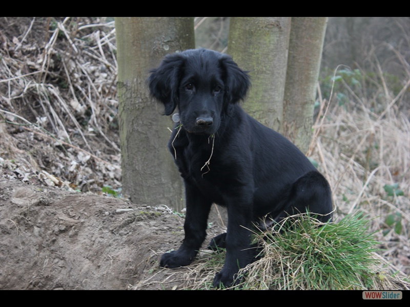 Cooper 8-3-13 (1)