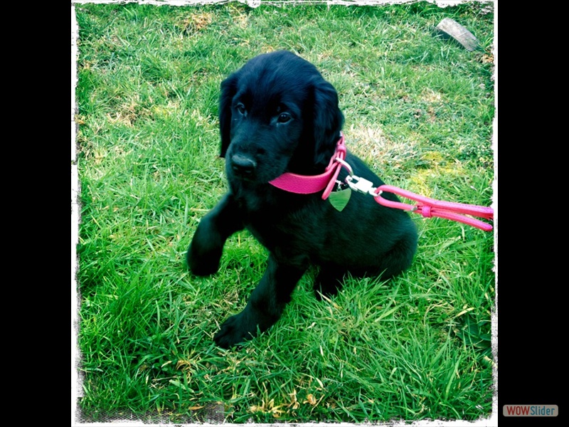 Rosa ~14.2.12_3