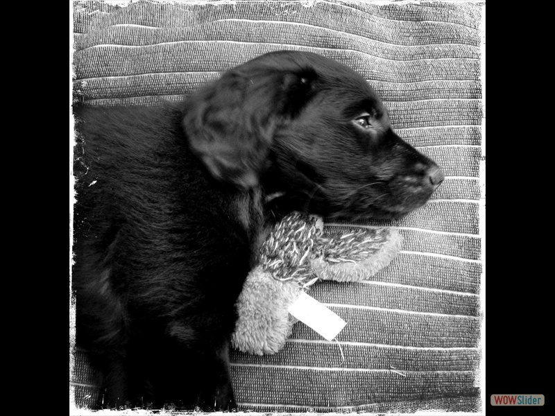 Rosa ~14.2.13