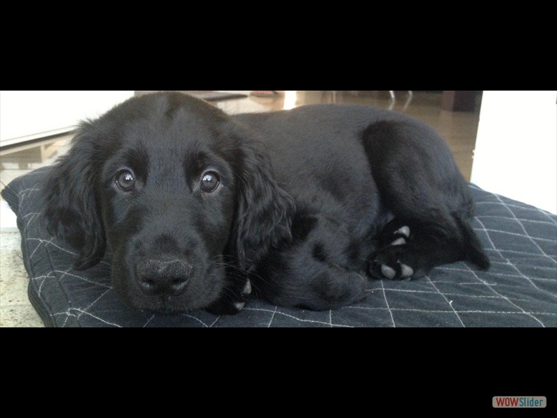 Rosa ~ 15.2.13