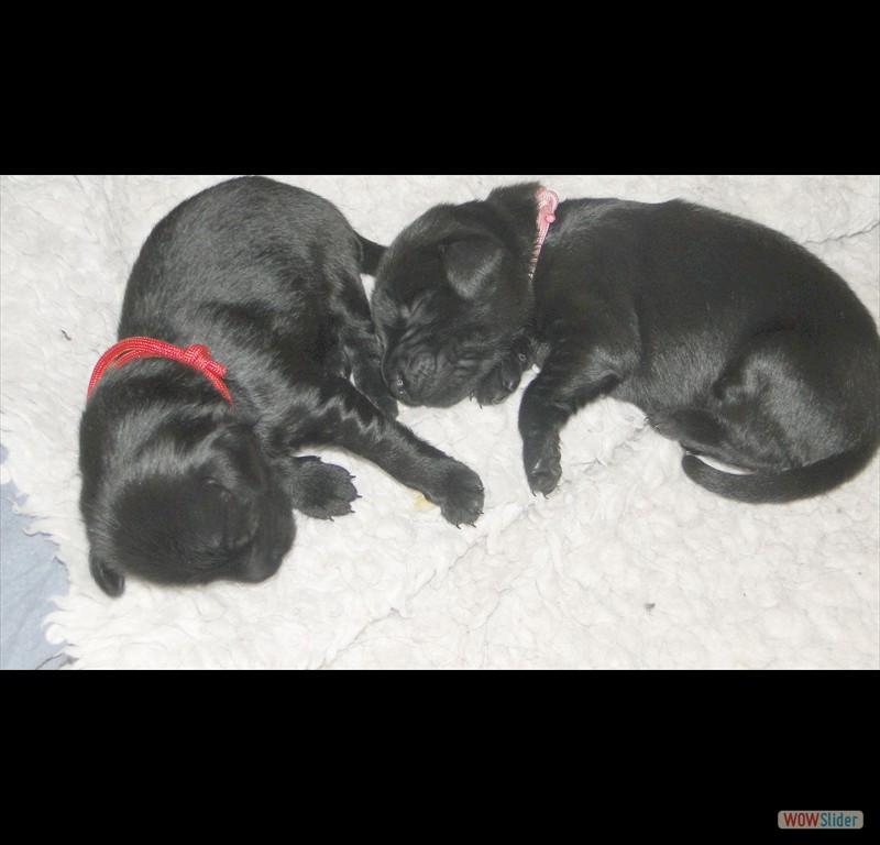 1-6-24Rrot+rosa