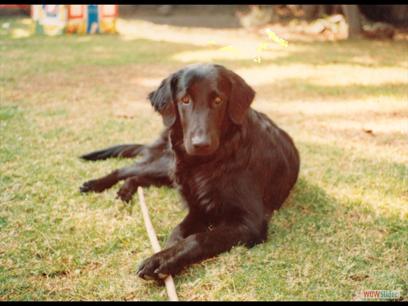 1990 Angus in Arboledas