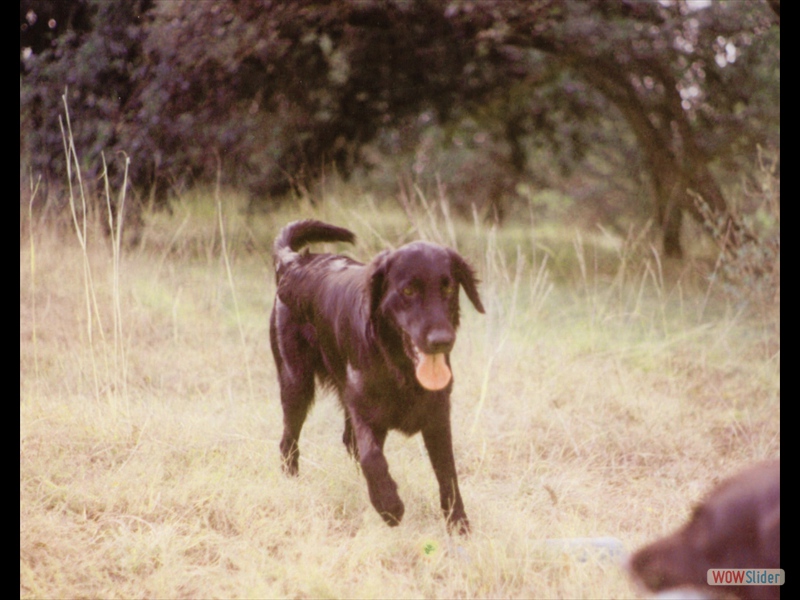 Angus Chiluca