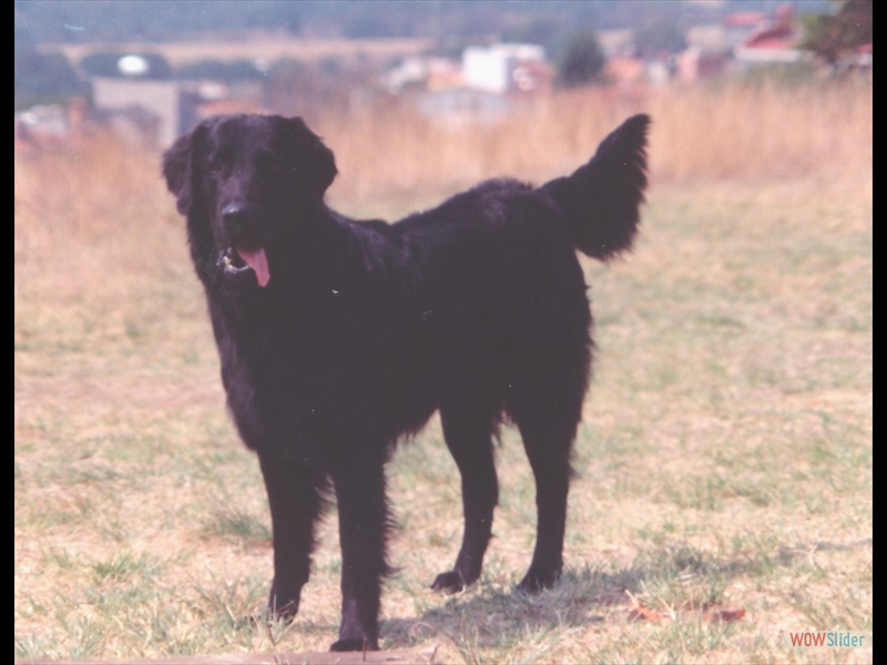 Angus in Mexiko 91