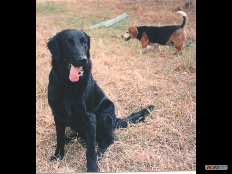 Angus-Monti in Mexiko-90