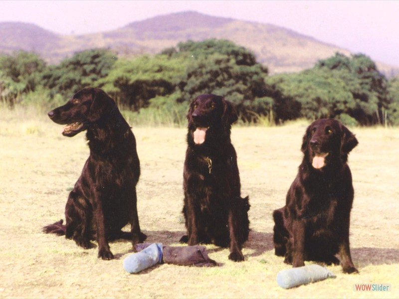 Charrito, Angus, Melu in Mexiko 93-95