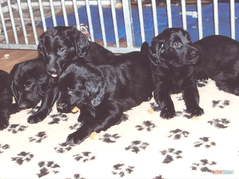 Ivanhoes Babies