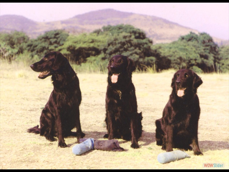 Charrito, Angus, Melu in Mexiko 93-95