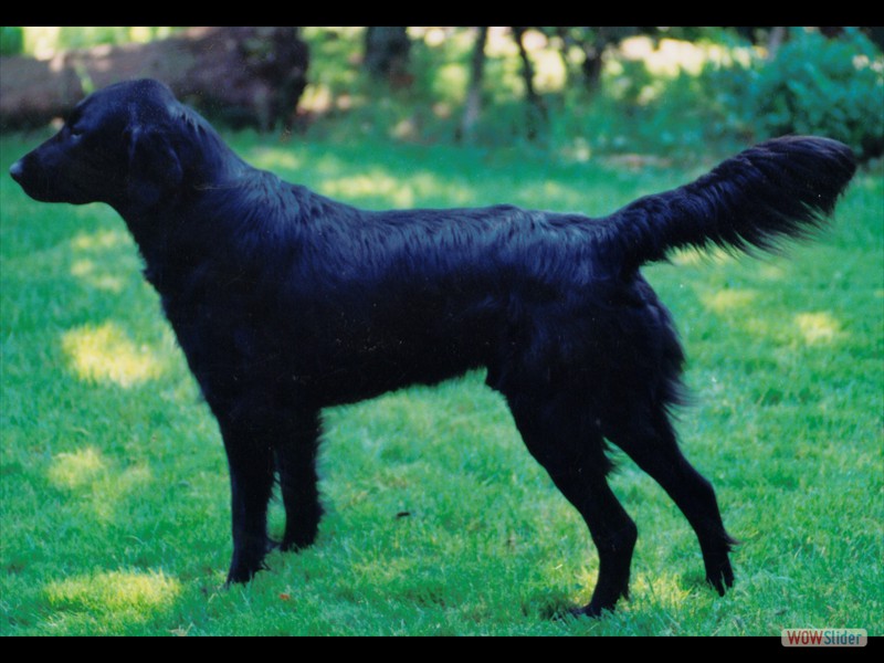 Melu  85-89