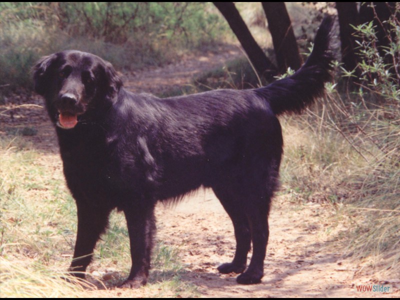 Melu in Mexiko 92-95