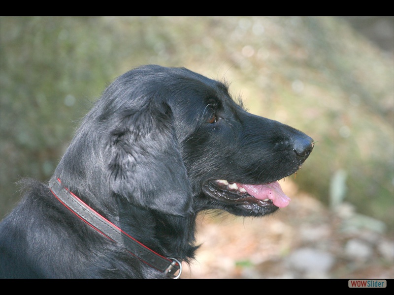 Welpentreffen 2-6-11 (129)