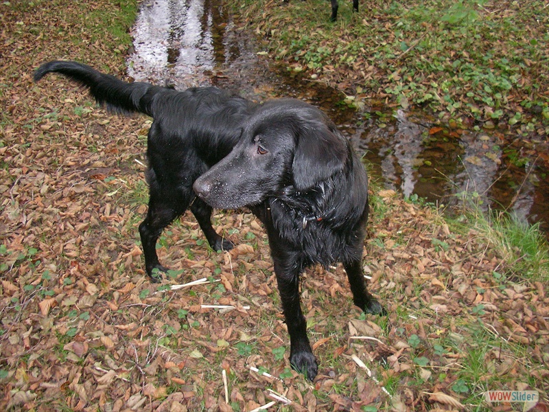 27-11-09 Am Bach