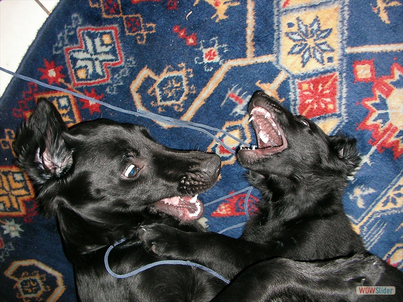 Balgen mit Alisha (li)