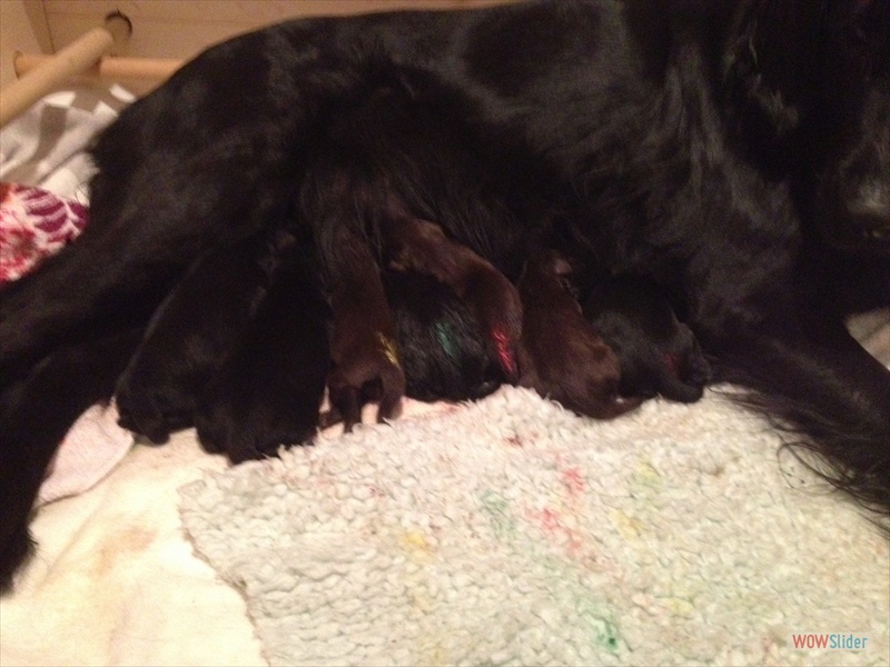 31-3-14 Blias u Eliots Babies