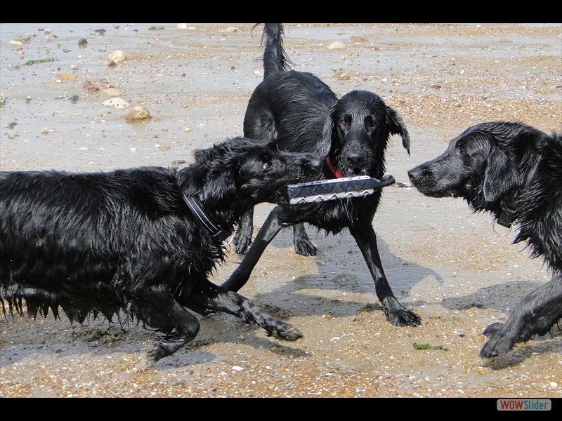 vli Hayley Chica Eliot, Frankreich 24-8-14 (28)