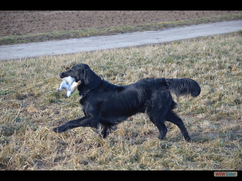Langschleppenseminar 2-12