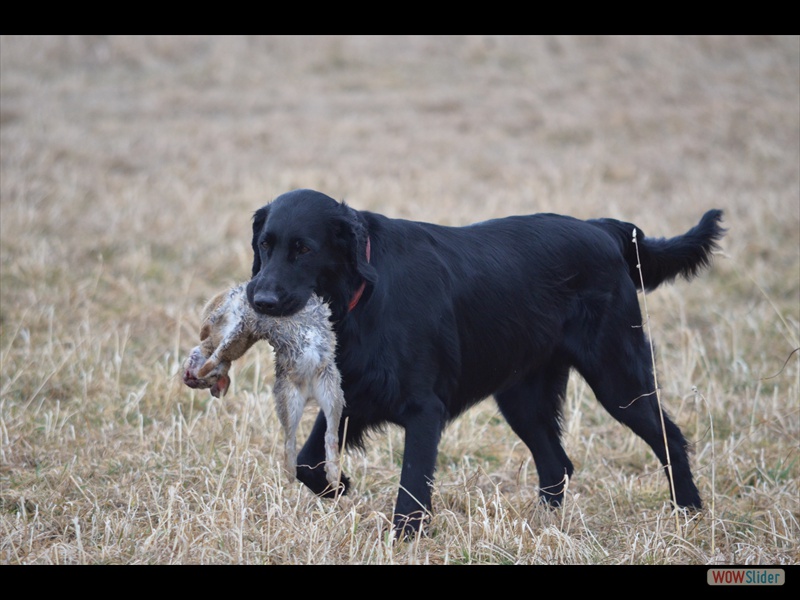 Lisha Langschleppensem 19-2-12