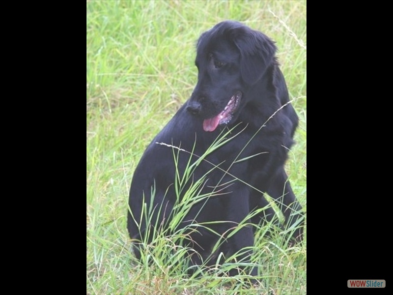 13.9. Arya alias Kr�mel-2