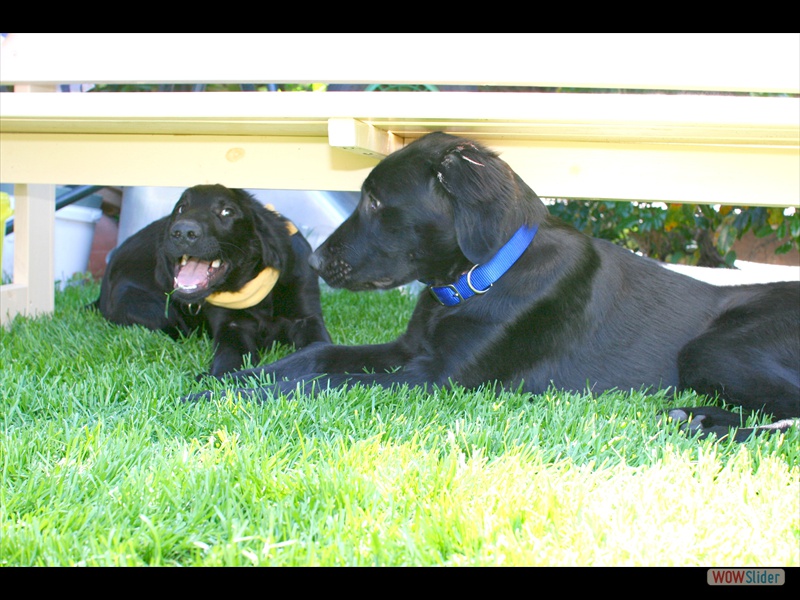 Milka Damon Welpentreffen 2-6-11 (92)