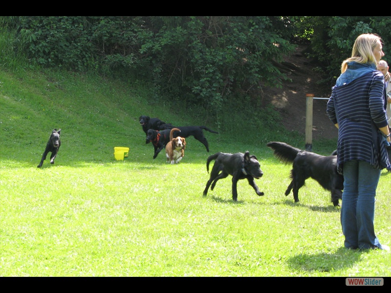 Welpentreffen am 02.06.2013  (5)